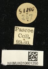 Chlorophorus decoratus•All Rights ReservedMuseum Label