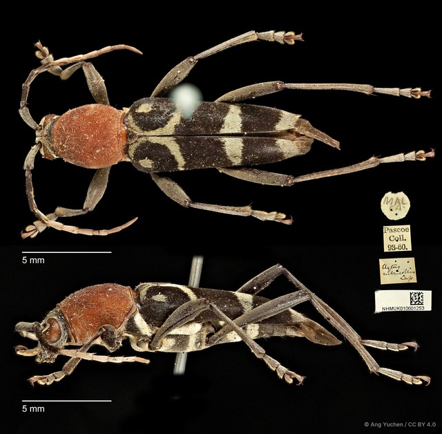 Chlorophorus rubricollis•&copy; Ang Yuchen•CC BY 4.0