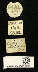 Chlorophorus rubricollis•All Rights ReservedMuseum Label