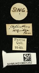 Chlorophorus seclusus•All Rights ReservedMuseum Label