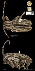 Choeromorpha albofasciata•&copy; Ang Yuchen•CC BY 4.0
