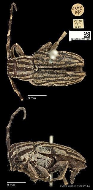 Choeromorpha albofasciata•&copy; Ang Yuchen•CC BY 4.0