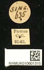 Choeromorpha albofasciata•All Rights ReservedMuseum Label
