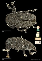 Choeromorpha irrorata•&copy; Ang Yuchen•CC BY 4.0