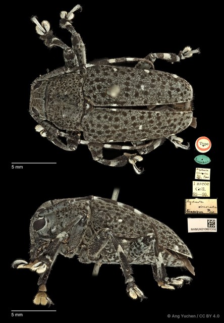 Choeromorpha irrorata•&copy; Ang Yuchen•CC BY 4.0