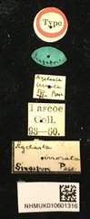 Choeromorpha irrorata•All Rights ReservedMuseum Label