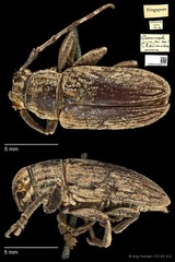 Choeromorpha pigra•&copy; Ang Yuchen•CC BY 4.0