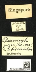 Choeromorpha pigra•All Rights ReservedMuseum Label