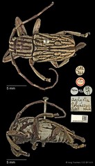 Choeromorpha polynesus•&copy; Ang Yuchen•CC BY 4.0