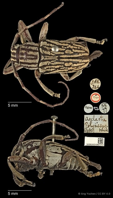 Choeromorpha polynesus•&copy; Ang Yuchen•CC BY 4.0