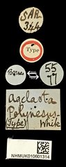 Choeromorpha polynesus•All Rights ReservedMuseum Label