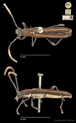 Cleomenes dihammaphoroides•&copy; Ang Yuchen•CC BY 4.0