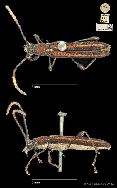 Cleomenes dihammaphoroides•&copy; Ang Yuchen•CC BY 4.0