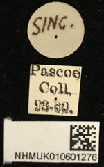 Cleomenes dihammaphoroides•All Rights ReservedMuseum Label