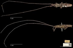 Cleptometopus filiferus•&copy; Ang Yuchen•CC BY 4.0