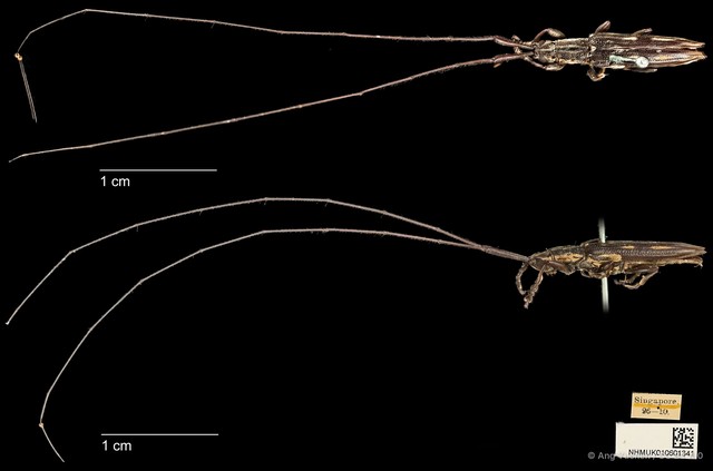 Cleptometopus filiferus•&copy; Ang Yuchen•CC BY 4.0