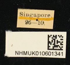 Cleptometopus filiferus•All Rights ReservedMuseum Label
