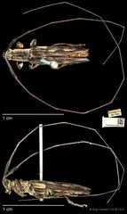 Cleptometopus filiferus•&copy; Ang Yuchen•CC BY 4.0