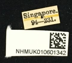 Cleptometopus filiferus•All Rights ReservedMuseum Label