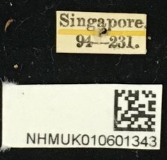 Cleptometopus terrestris•All Rights ReservedMuseum Label