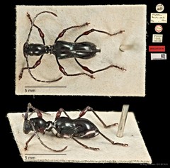 Clytellus westwoodii•&copy; Ang Yuchen•CC BY 4.0