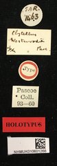 Clytellus westwoodii•All Rights ReservedMuseum Label
