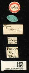 Clytus solitarius•All Rights ReservedMuseum Label