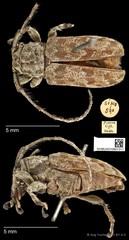 Clyzomedus annularis•&copy; Ang Yuchen•CC BY 4.0