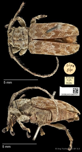 Clyzomedus annularis•&copy; Ang Yuchen•CC BY 4.0