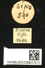 Clyzomedus annularis•All Rights ReservedMuseum Label