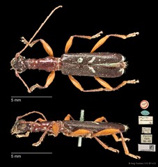 Collyrodes lacordairei•&copy; Ang Yuchen•CC BY 4.0