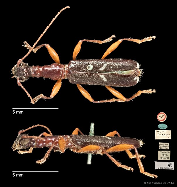 Collyrodes lacordairei•&copy; Ang Yuchen•CC BY 4.0