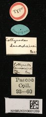 Collyrodes lacordairei•All Rights ReservedMuseum Label