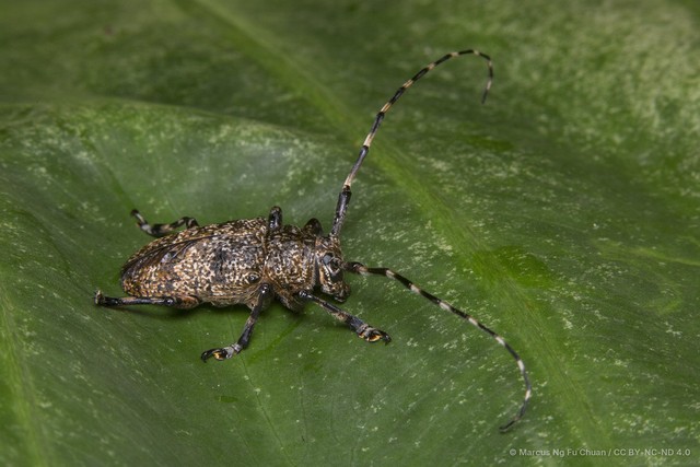 Coptops (Coptops) leucostictica•&copy; Marcus Ng Fu Chuan•CC BY-NC-ND 4.0