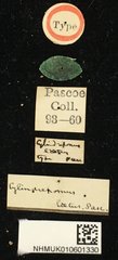 Cylindrepomus laetus•All Rights ReservedMuseum Label