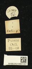 Cylindrepomus laetus•All Rights ReservedMuseum Label