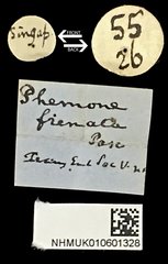 Demodes frenata•All Rights ReservedMuseum Label