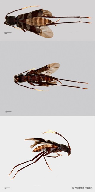 Demonax sp. "ZRCBDP0055825"•&copy; Maimon Hussin•All Rights Reserved