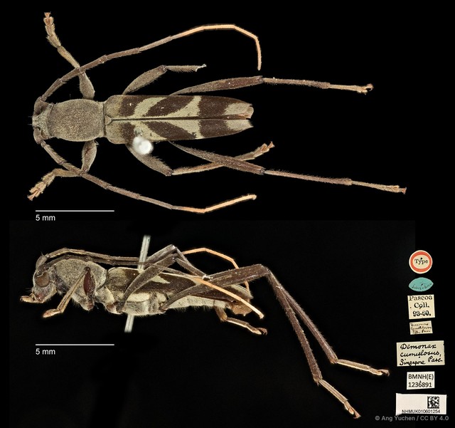 Demonax cumulosus•&copy; Ang Yuchen•CC BY 4.0