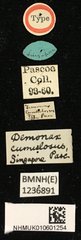 Demonax cumulosus•All Rights ReservedMuseum Label