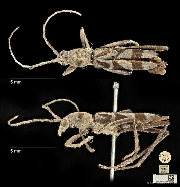 Demonax detortus•&copy; Ang Yuchen•CC BY 4.0