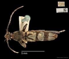 Demonax detortus•&copy; Ang Yuchen•CC BY 4.0
