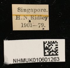 Demonax detortus•All Rights ReservedMuseum Label