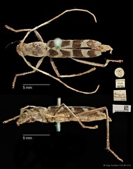 Demonax macilentus•&copy; Ang Yuchen•CC BY 4.0