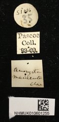 Demonax macilentus•All Rights ReservedMuseum Label