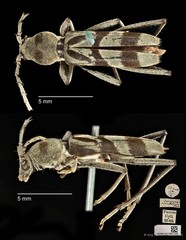 Demonax mulio•&copy; Ang Yuchen•CC BY 4.0