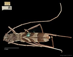 Demonax ordinatus•&copy; Ang Yuchen•CC BY 4.0