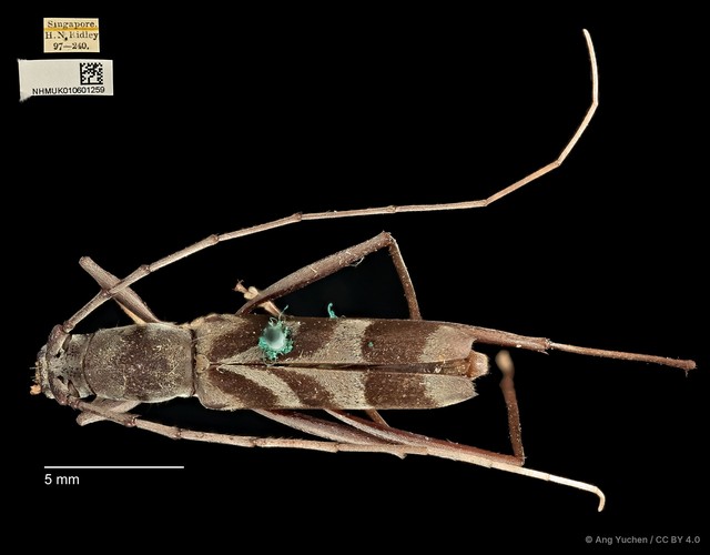 Demonax ordinatus•&copy; Ang Yuchen•CC BY 4.0