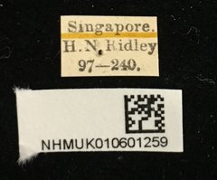 Demonax ordinatus•All Rights ReservedMuseum Label