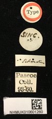 Demonax ordinatus•All Rights ReservedMuseum Label